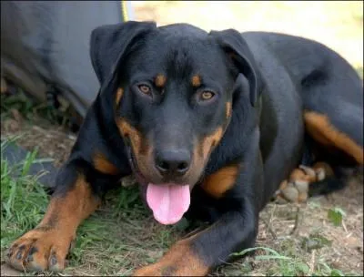 De quelle couleur est le beauceron ?