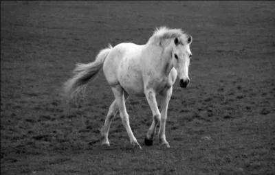 Le pas est fait en combien de temps ?