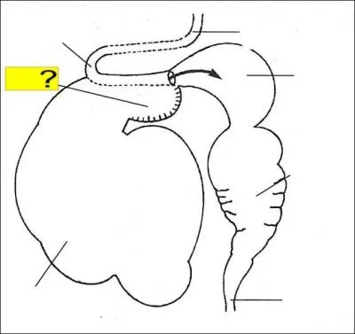 Quel est l'élément de la légende marqué en jaune ?