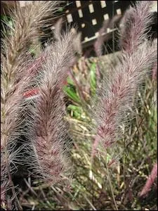 Selon la variété, ses épis soyeux fleurissant en été sont roses, violacés, blancs. Combien d'espèces, le genre Pennisetum comprend-il de plantes vivaces et annuelles ?
