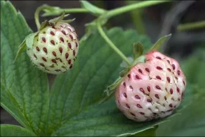 Je vous livre un secret : cette fraise est ma préférée. Elle possède une saveur unique, sucrée, juteuse avec une chair ferme. Un fruit extraordinaire à découvrir, qui surprend par son parfum envoûtant. Il s'agit de la variété :