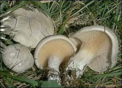 Quel est ce champignon dont l'odeur est sensiblement celle de la farine ?