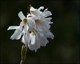 Ce petit arbuste étalé vire souvent au pourpre, en automne. Ses fleurs à 4 pétales, blanches sont égayées par leur centre orangé. Les courtes grappes dégagent un délicat parfum. L'un des rares arbustes fleurissant en fin d'hiver : le Forsythia blanc de Corée, ou :