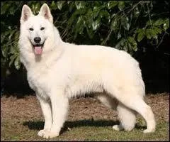 A quelle race appartient ce chien ?