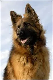 A quelle race appartient ce chien ?