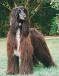 A quelle race appartient ce chien ?