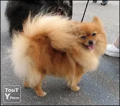 A quelle race appartient ce chien ?