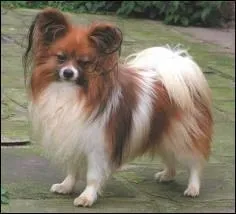 A quelle race appartient ce chien ?