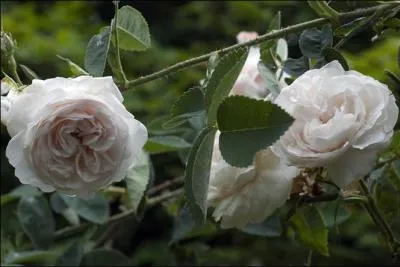 Les fleurs, trs doubles, blanches  reflets carns, lgrement odorantes, sont issues de boutons rose clair, disposes en bouquets, sur un feuillage vert ple. Elles ont pour nom celui de la mre de Berthe au Grand Pied :