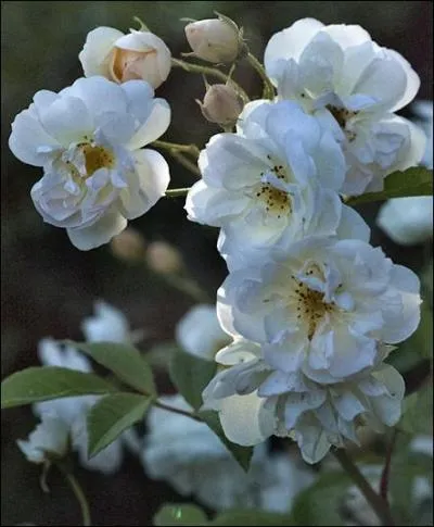 Sain et vigoureux, ce rosier offre tout au long de la saison de nombreux bouquets de fleurs semi-doubles, parfumes, rose saumon en boutons virant au jaune ple  l'panouissement. Les fleurs portent le nom d'une hrone de la mythologie grecque :
