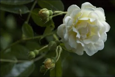 On apprciera les bouquets de petites fleurs doubles, odorantes, passant du mandarine au jaune crmeux, de ces roses cres par un rosiriste franais orlanais. Ghislaine de Fligonde, tel est le nom de ces splendides fleurs. Qui tait cette femme ?