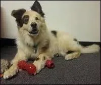 Comment s'appelle ce chien ?