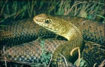 Dans quel département est située la ville qui a donné son nom à la couleuvre de Montpellier ?