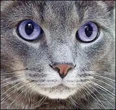 Qui va mourir dans la bataille contre les rats ?