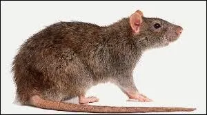 Combien de vies toile de Feu va-t-il perdre lors de la bataille contre les rats ?
