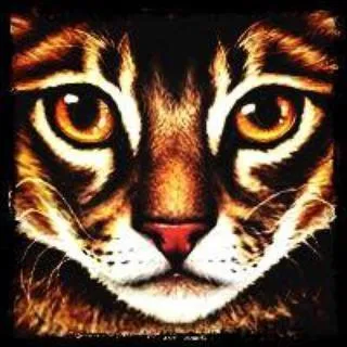 Quel est le nom de guerrier de Nuage pineux ?