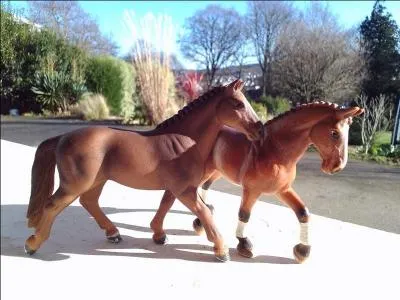 Sur la photo ci-dessous, les chevaux sont de quelle race ?