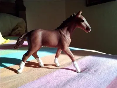 A quel poulain avons-nous affaire ?