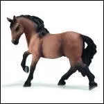 Aidez-moi  trouver la race de ce cheval !