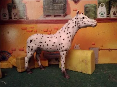 Mais, quel est ce cheval ?