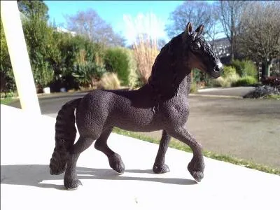 De quelle race fait partie ce cheval ?