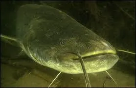 Poisson omnivore qui mesure en moyenne 1, 5 m de long et qui peut vivre plus de 20 ans, je suis...