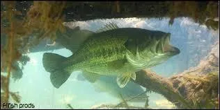 En France, ma taille moyenne est de 30  50 centimtres et ne dpasse gure les 60 cm pour un poids de 500 grammes  3 kg, je suis...