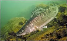 Mon nom vient de l'allemand  Zahn  qui signifie  dent , en rfrence  mes deux paires de canines prominentes, je suis...