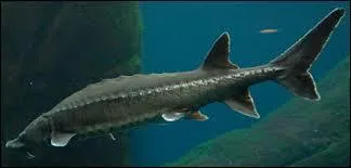 On me distingue par mon corps allong, mon absence d'cailles et une grande taille occasionnelle allant gnralement de 2  3 m de longueur. Je suis...