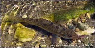 Poisson de petite taille qui vit au fond de l'eau, j'aime vivre en bande de centaines d'individus, je suis...