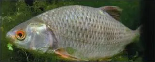 Poisson vivant dans les eaux douces d'Europe et d'Asie occidentale, ma chair est trs apprcie. Je suis...