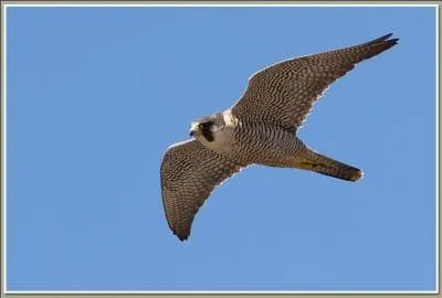 Quel est l'oiseau le plus rapide ?