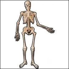 Combien d'os avons-nous, nous les humains ?