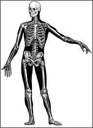 Quel est l'os le plus grand ?