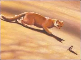 Et voil la compagne d'un de ces deux premiers chats :