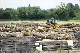 Voici deux listes de bois : bois tendres et bois durs. Cochez la liste de bois tendres.