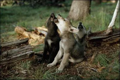 Sur quel drapeau national peut-on voir un loup ?