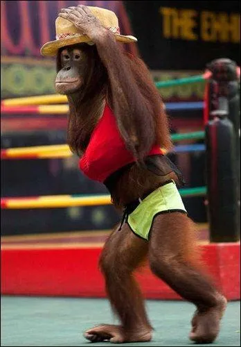 Comment s'appelle le comit actuel de Madame de Fontenay !