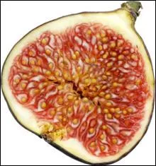 J'ai un trou de mmoire ! Je ne sais plus comment dire la figue en allemand, mais vous vous savez :