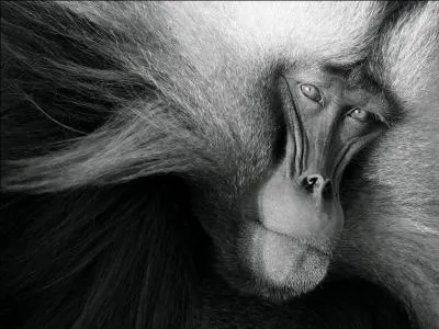 Sur les hauts plateaux d'Ethiopie, il se nourrit exclusivement d'herbe !