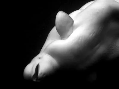 C'est un ctac, cousin des baleines et des dauphins :