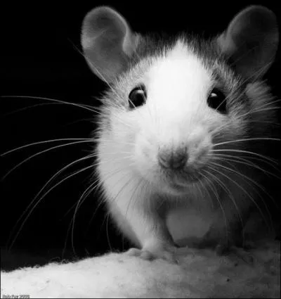 Beaucoup d'entre vous en ont chez eux, il adore tourner dans une roue et sa queue est minuscule !