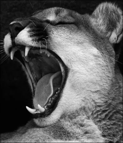 En Amrique du Nord, il chasse le cerf, en Amrique du Sud, dans les Andes, il chasse le guanaco !