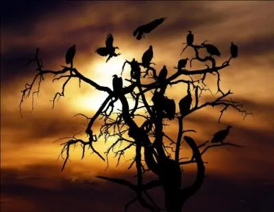 Par leurs silhouettes, identifiez les oiseaux perchs !