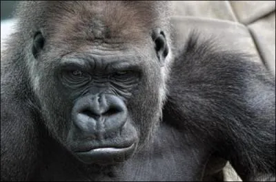 Adulte, on lui donne le nom de  dos argent  !