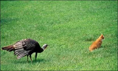 Reconnaissez-vous cet oiseau ?