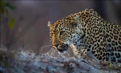 Il (ou elle) chasse en Afrique et en Asie !