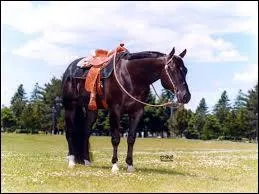 Quelle est la race de ce beau cheval calme ?