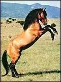 Quelle est la race de ce majestueux cheval ?