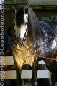 Quelle est la race de ce magnifique cheval ?